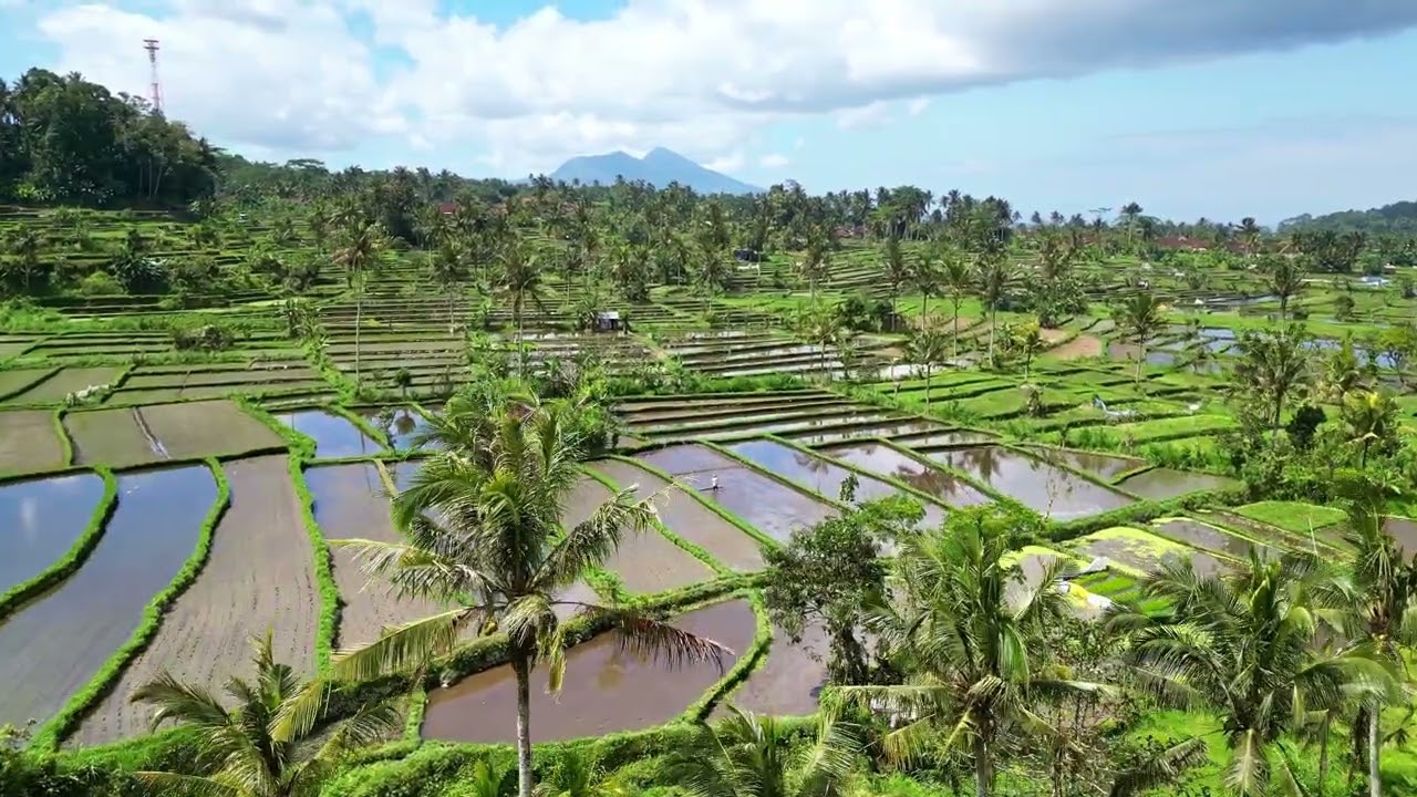 Sidemen Rice Field - Bali