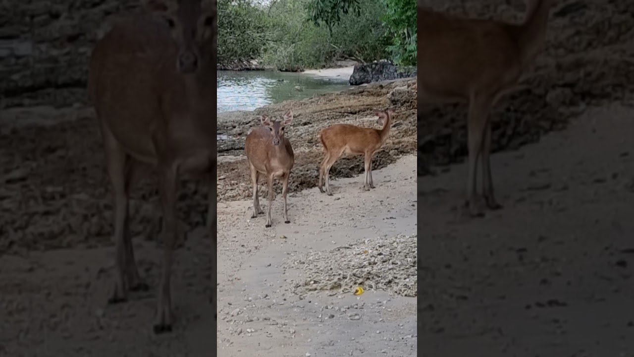 Deer on the beach West Bali National Park