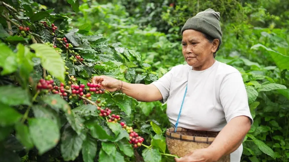 A Balinese coffee farmer in a Kintamani plantation carefully harvesting ripe, red Arabica coffee cherries from a lush green coffee plant and placing them in a woven basket.