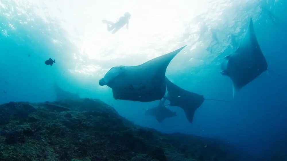 An underwater photo of a Bali wildlife encounter, showing several large manta rays swimming in bright blue water with the silhouette of a snorkeler visible at the sunlit surface.