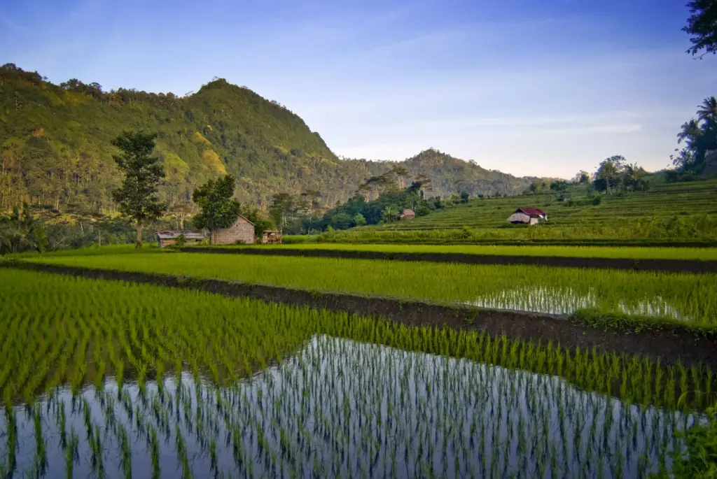 Lush green rice terraces of Sidemen Valley in Bali, with newly planted rice shoots reflecting in the water. In the background, forested hills rise under a clear blue sky, with a few small farmhouses nestled in the fields.