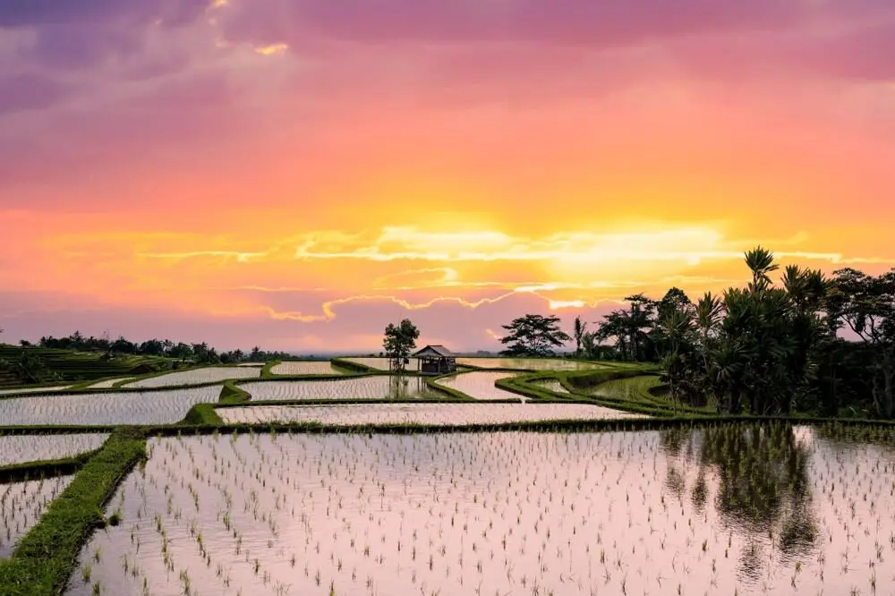 Jatiluwih at Sunrise-1000x666