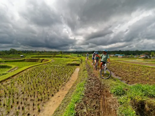 A group of people on mountain bikes ride along a muddy path through lush green rice fields in Bali under a dramatic, cloudy sky.
