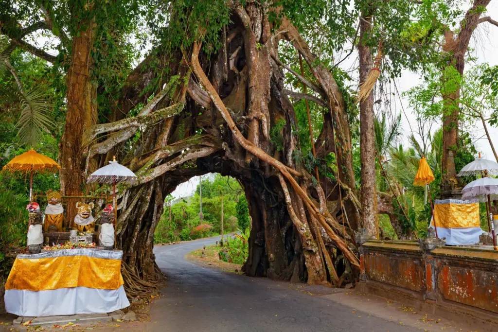 Bunut Bolong Tree in Bali, a sacred banyan tree forming a natural tunnel road, one of Bali’s unique natural attractions