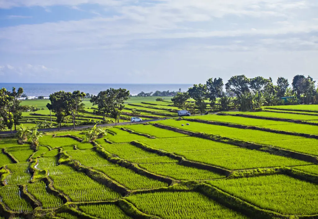 Green rice field terraces in Negara Bali with ocean view in the background