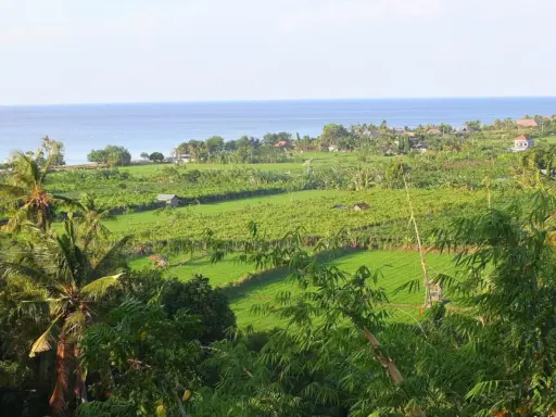 Green rice fields and village landscape of Seririt Bali with ocean view in the distance