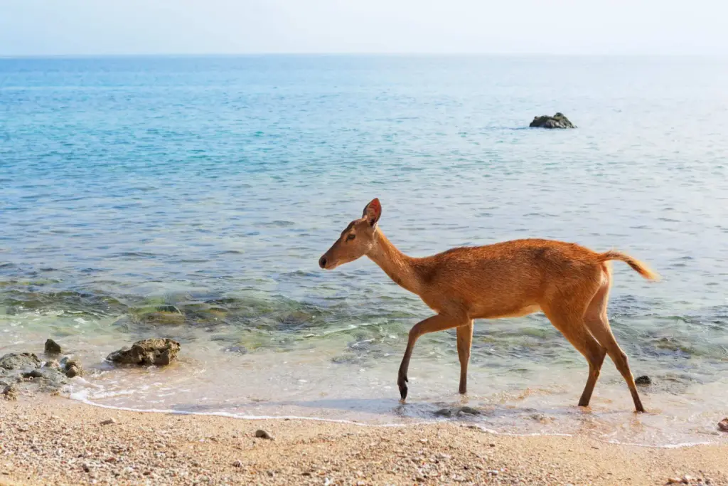 Deer walking along the beach in West Bali National Park, Bali, Indonesia